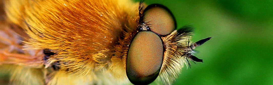 Oczy owadów
